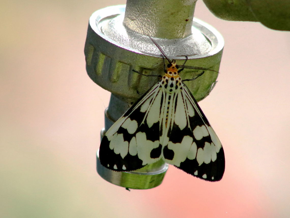 Sleepyhead I disturbed the sleep of this moth because it was hanging under the spout and i NEEDED to know if it was dead or alive. It was alive :D  Geotagged,Malaysia,Marbled white moth,Nyctemera adversata,Winter