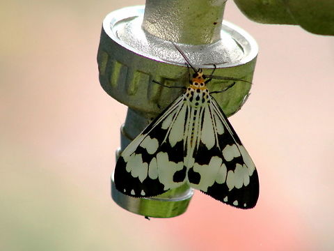 Sleepyhead I disturbed the sleep of this moth because it was hanging under the spout and i NEEDED to know if it was dead or alive. It was alive :D  Geotagged,Malaysia,Marbled white moth,Nyctemera adversata,Winter
