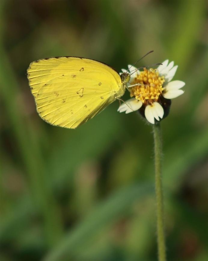Malayan butterfly in Singapore! Got this near some airfields. Cute, right? :)  Common Grass Yellow,Eurema hecabe,Eurema nicevillei,Malayan grass yellow