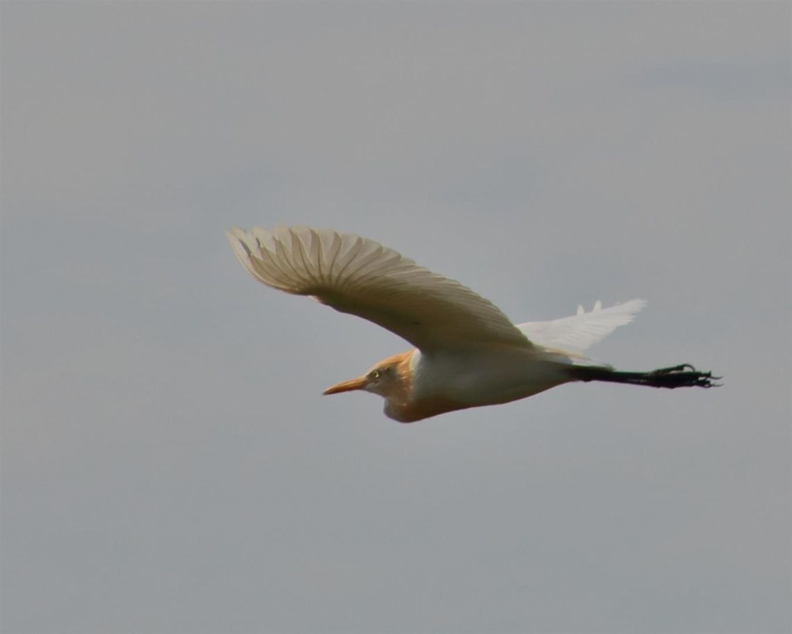 Off we go!! Was trying to shoot this bird when it flew off. Just managed to get it in the corner of my frame.  Bubulcus ibis,Cattle egret,bangau