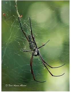Eek! It's a giant spider! A seriously large spider found in Sungai Buloh Nature Reserve, Singapore.  Nephila antipodiana