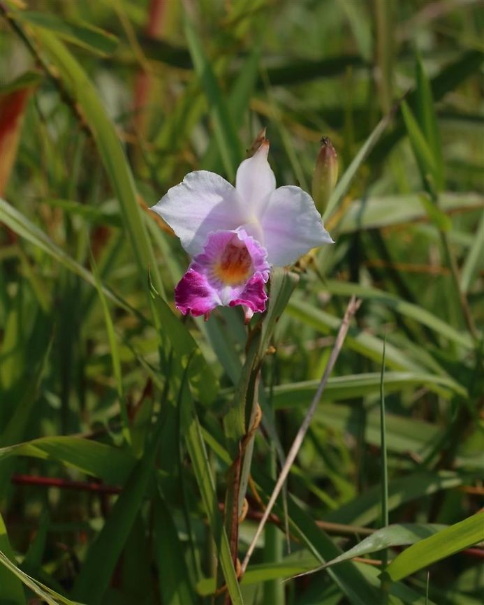 Bamboo orchid  Arundina graminifolia,Bamboo orchid