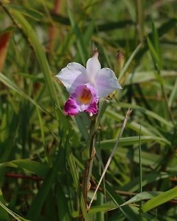 Bamboo orchid  Arundina graminifolia,Bamboo orchid