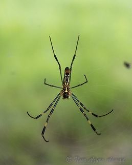 Gumi It LOOKS like a Golden Orb Weaver, but I'm really not sure. It's rather far from Malaysia... Busan,Nakdong Estuary,Nephila clavata,spider