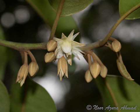 Bunga tanjung A well-loved classic bloom in the Malay world. Its trees has lush foliage which is great for shade. Its tiny flowers smell lovely. When I was small, I used to pick the fallen flowers and thread them for my grandmother to put in her hair.  Fall,Geotagged,Malaysia,Mimusops elengi,bunga tanjung,shade tree