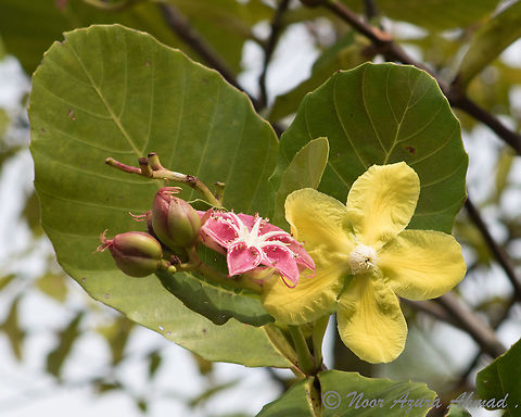 Simpoh air A small tree that often grows at forest edges and shrubland, the opened fruit pod can be mistaken for flowers. The wide leaves are sometimes used for wrapping food. Dillenia suffruticosa,Fall,Geotagged,Malaysia,Simpoh Ayer