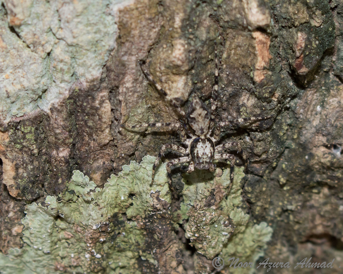Camouflage Spotted this spider in a tree, but no idea what it is exactly. When you live in a mega-diverse country, you kind of give up on identifying everything. Yes, it&#039;a a lame excuse, I know. Haha. Phaeacius malayensis