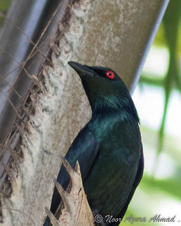 Perling mata merah An adult Asian Glossy Starling with its iconic glossy plumage and bright red eyes. A common bird even in urban areas. Aplonis panayensis,Asian glossy starling