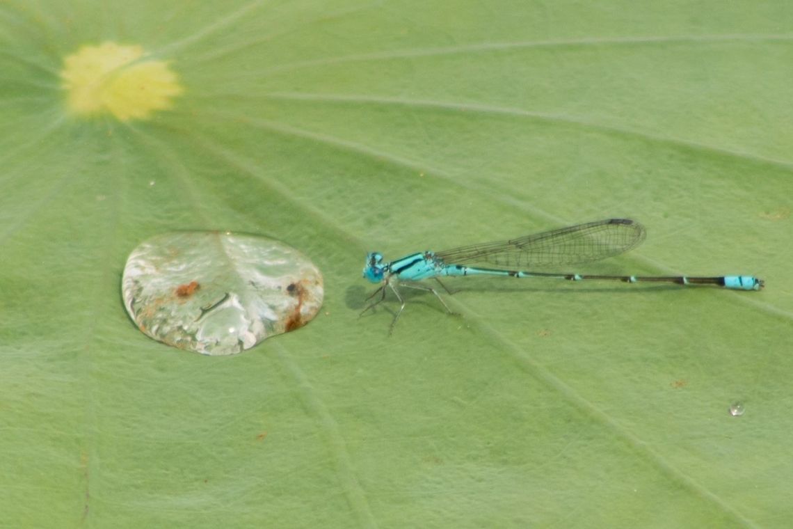 Damsel NOT in distress A damselfly at a waterlily pond in Shah Alam, Selangor. damselfly,turquoise