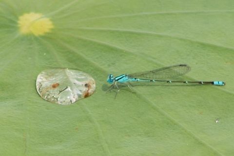 Damsel NOT in distress A damselfly at a waterlily pond in Shah Alam, Selangor. damselfly,turquoise