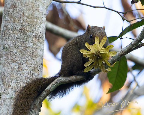 Squirreling away  Callosciurus notatus,Geotagged,Malaysia,Plantain squirrel,Summer