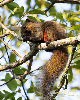 Mountain Red-bellied Squirrel  Callosciurus erythraeus,Geotagged,Malaysia,Pallass squirrel,Squirrel,Summer,mammal,red-bellied squirrel