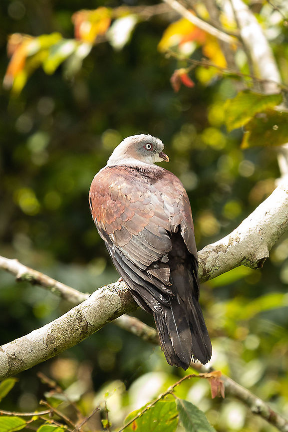 Regal perch  Ducula badia,Geotagged,Malaysia,Mountain imperial pigeon