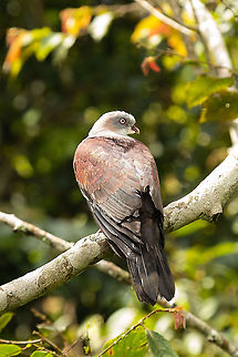 Regal perch  Ducula badia,Geotagged,Malaysia,Mountain imperial pigeon