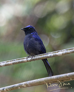 The Nobleman The large niltava is the flagship species for Fraser's Hill. This one is male, a well fed one at that. Not that anyone's feeding him. The hill's natural diversity includes tonnes of insects that supports the local fauna. Geotagged,Large niltava,Malaysia,Niltava grandis,Summer,blue bird,male niltava