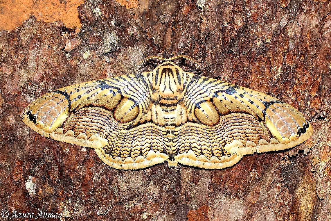 Owl moth  Brahmaea hearseyi,Geotagged,Malaysia,Winter