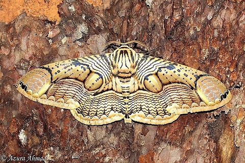 Owl moth  Brahmaea hearseyi,Geotagged,Malaysia,Winter