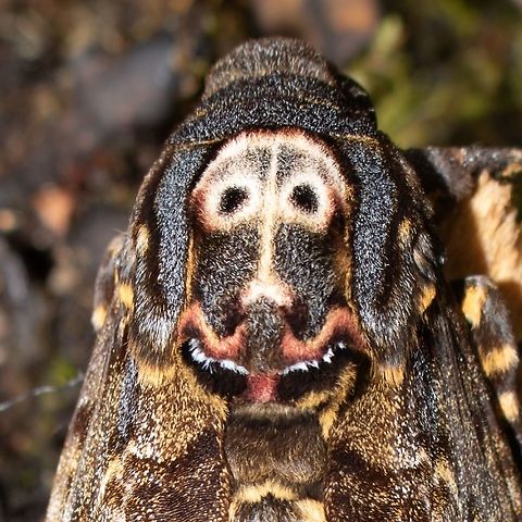 Cannibal!! This funny looking cartoon head belongs to the Death's Head moth, Acherontia lachesis. It's just one of the many many insects found in my favorite playground :D Acherontia lachesis,Geotagged,Malaysia,Winter