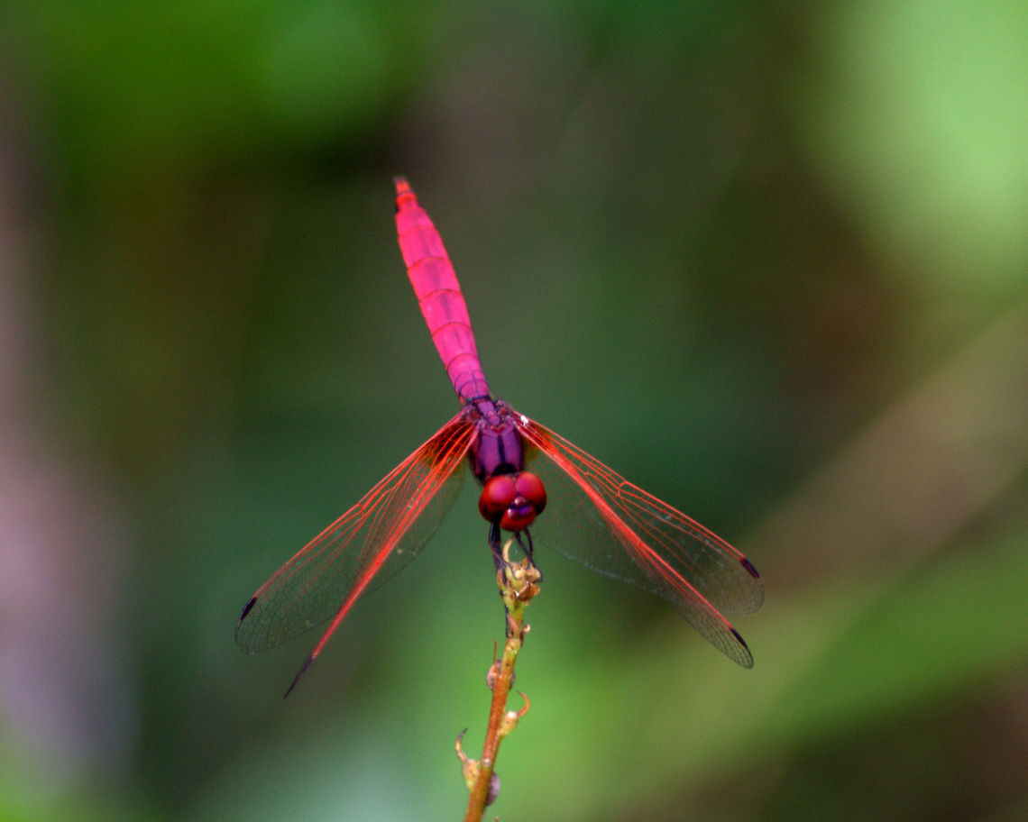 Trithemis aurora, Thalangama, Sri Lanka I captured this picture in Hiyare, a nature reserve in Sri Lanka. Crimson Marsh Glider,Sri Lanka,Trithemis aurora