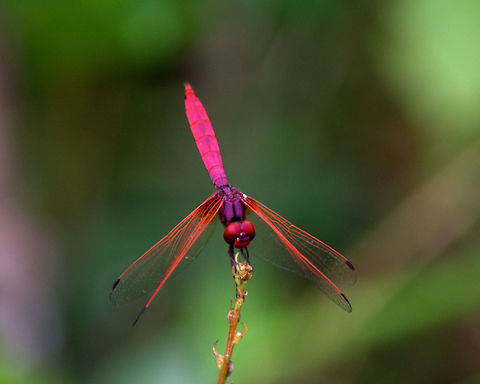 Trithemis aurora, Thalangama, Sri Lanka I captured this picture in Hiyare, a nature reserve in Sri Lanka. Crimson Marsh Glider,Sri Lanka,Trithemis aurora