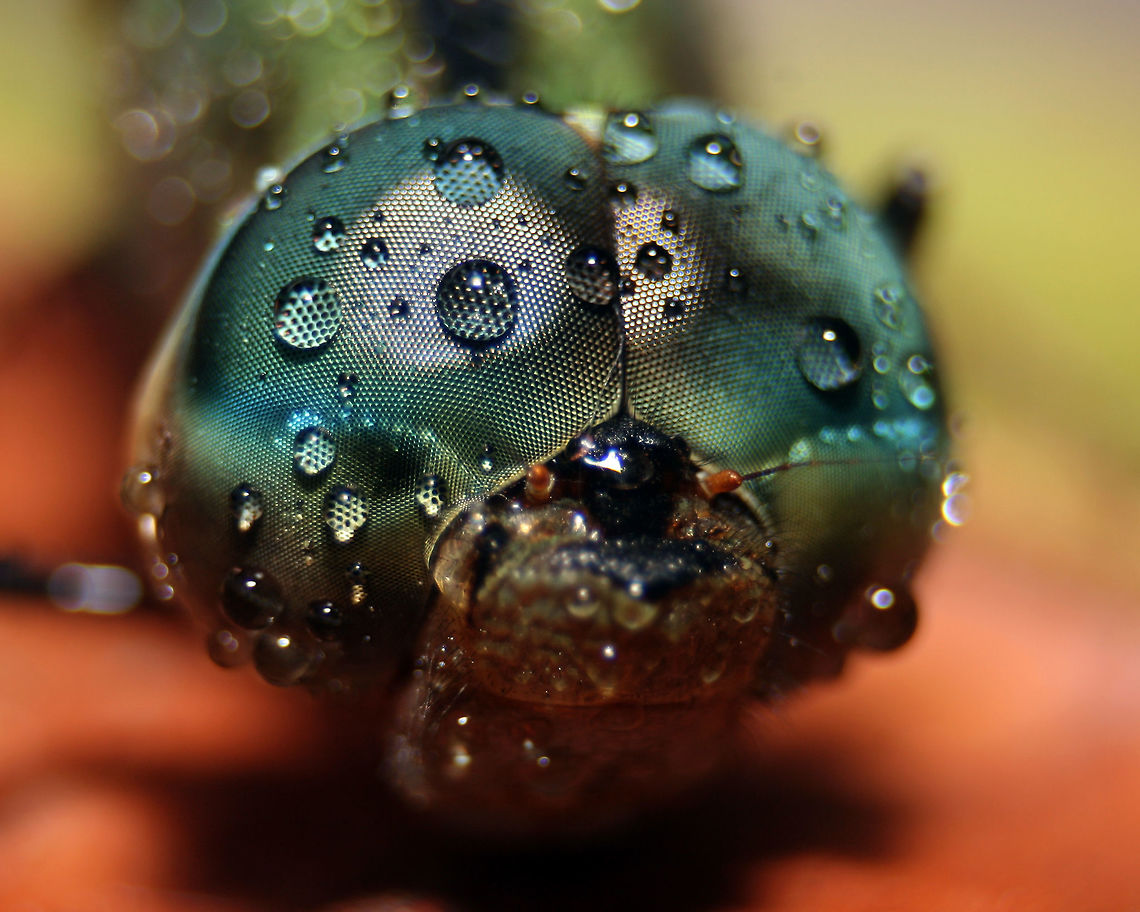 Gynacantha dravida, Ratmalana, Sri Lanka I took this picture in my garden.  Dragonfly,Gynacantha dravida,Indian duskhawker,Sri Lanka