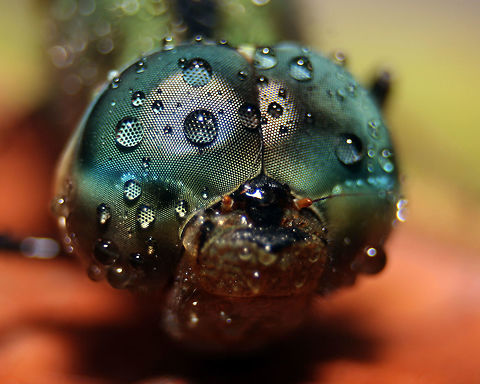 Gynacantha dravida, Ratmalana, Sri Lanka I took this picture in my garden.  Dragonfly,Gynacantha dravida,Indian duskhawker,Sri Lanka