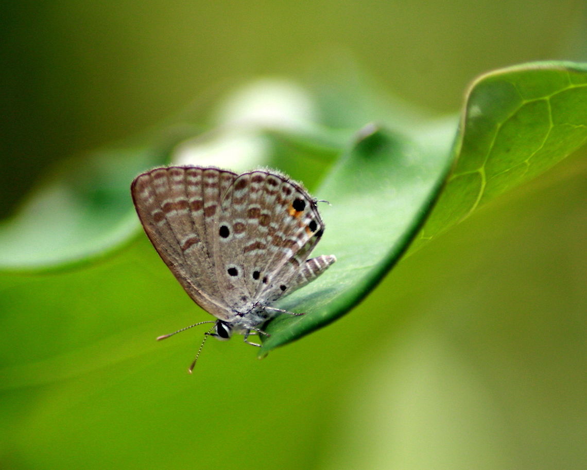 The Plains Cupid, Horana, Sri Lanka This picture was taken near my uncles rubber estate in Horana, Sri Lanka Butterfly,Chilades pandava,Geotagged,Plains Cupid,Spring,Sri Lanka