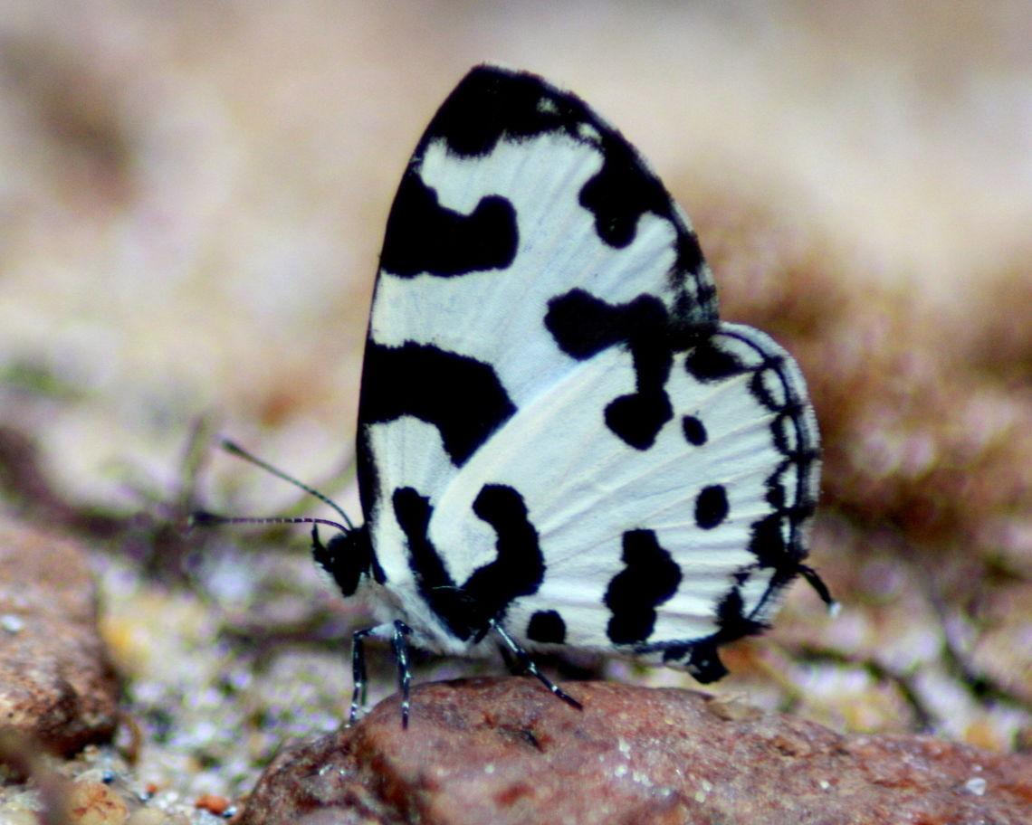 Angled Pierrot  Angled pierrot,Caleta caleta,Insects,Srilanka,butterfly