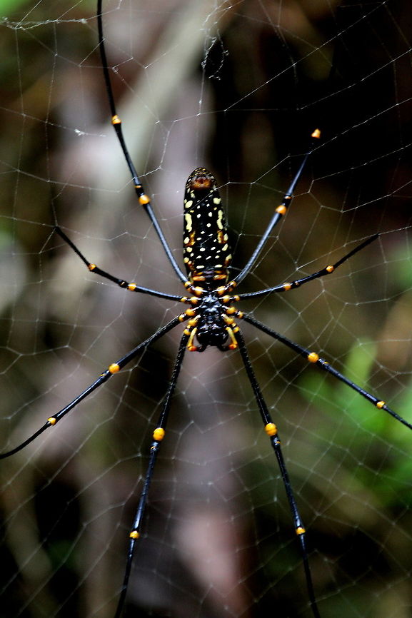The Northern Golden Orb  Weaver This picture was taken in Morapitiya, Sri Lanka.  Arthropoda,Nephila pilipes,Northern Golden Orb Weaver,Spider,Sri Lanka,arachnids