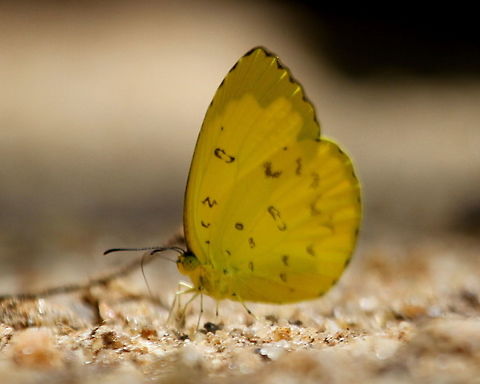 The Three Spot Grass Yellow  Arthropoda,Butterfly,Eurema blanda,Insects,Sri Lanka,Three-spot grass yellow,insect