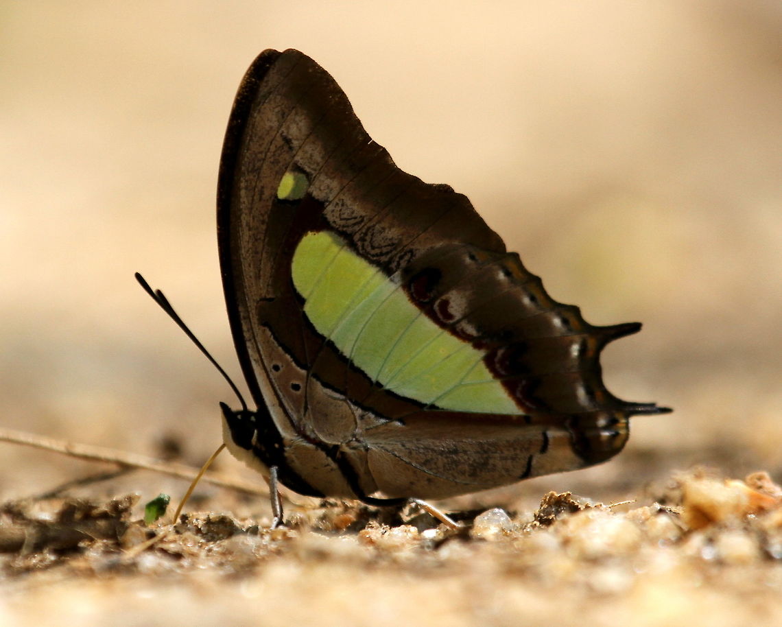 The Nawab As of December 2014, the Nawab found in India and Sri Lankan region have been considered a different species, known as Polyura bharata <a href="http://biodiversitylab.org/sites/default/files/images/website/ToussaintEtal_MolecularSystematicsOfCharaxes(Polyura)_2015.pdf" rel="nofollow">http://biodiversitylab.org/sites/default/files/images/website/ToussaintEtal_MolecularSystematicsOfCharaxes(Polyura)_2015.pdf</a><br />
. This single Nawab was found mud sipping after a rainy day amidst sever other Blue Bottle (Graphium sarpedon) and Common Jay (Graphium doson) butterflies, In Morapitiya, Sri Lanka. Arthropoda,Butterfly,Common nawab,Insects,Polyura athamas,Sri Lanka,butterflies,insect