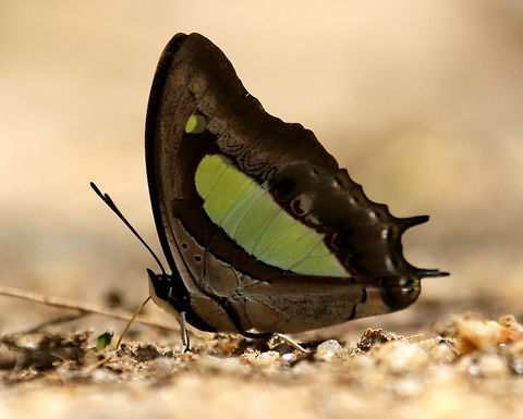 The Nawab As of December 2014, the Nawab found in India and Sri Lankan region have been considered a different species, known as Polyura bharata http://biodiversitylab.org/sites/default/files/images/website/ToussaintEtal_MolecularSystematicsOfCharaxes(Polyura)_2015.pdf
. This single Nawab was found mud sipping after a rainy day amidst sever other Blue Bottle (Graphium sarpedon) and Common Jay (Graphium doson) butterflies, In Morapitiya, Sri Lanka. Arthropoda,Butterfly,Common nawab,Insects,Polyura athamas,Sri Lanka,butterflies,insect