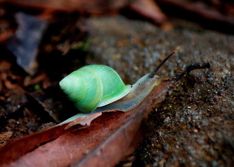 Beddomea albizonatus This snail was found among the leaf litter in Morapitiya, Sri Lanka Beddomea albizonatus,Snail,Sri Lanka