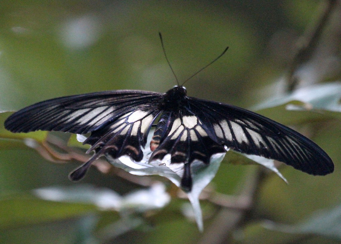 The Ceylon Rose This butterfly is endemic to Sri Lanka. I photographed it in Morapitiya Sri Lanka. Butterfly,Ceylon Rose,Insects,Pachliopta jophon,Sri Lanka,butterflies,insect