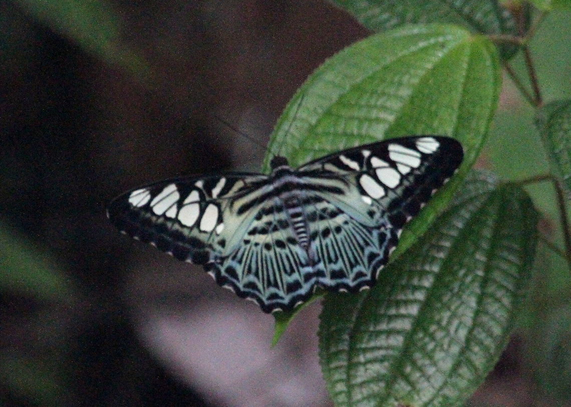 The Clipper I took this picture in Morapitiya, Sri Lanka. Butterfly,Clipper,Insect,Parthenos sylvia,Sri Lanka,insect