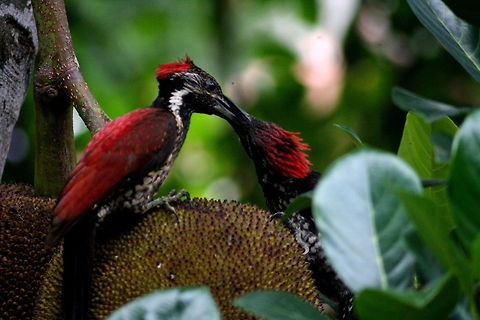D. b. psarodes This is the Sri Lankan variation of this species, D. b. psarodes, Characterized by red rather than yellow. This was taken from my room balcony.  Aves,Birds,Black-rumped flameback,Dinopium benghalense,Sri Lanka,Woodpecker,bird