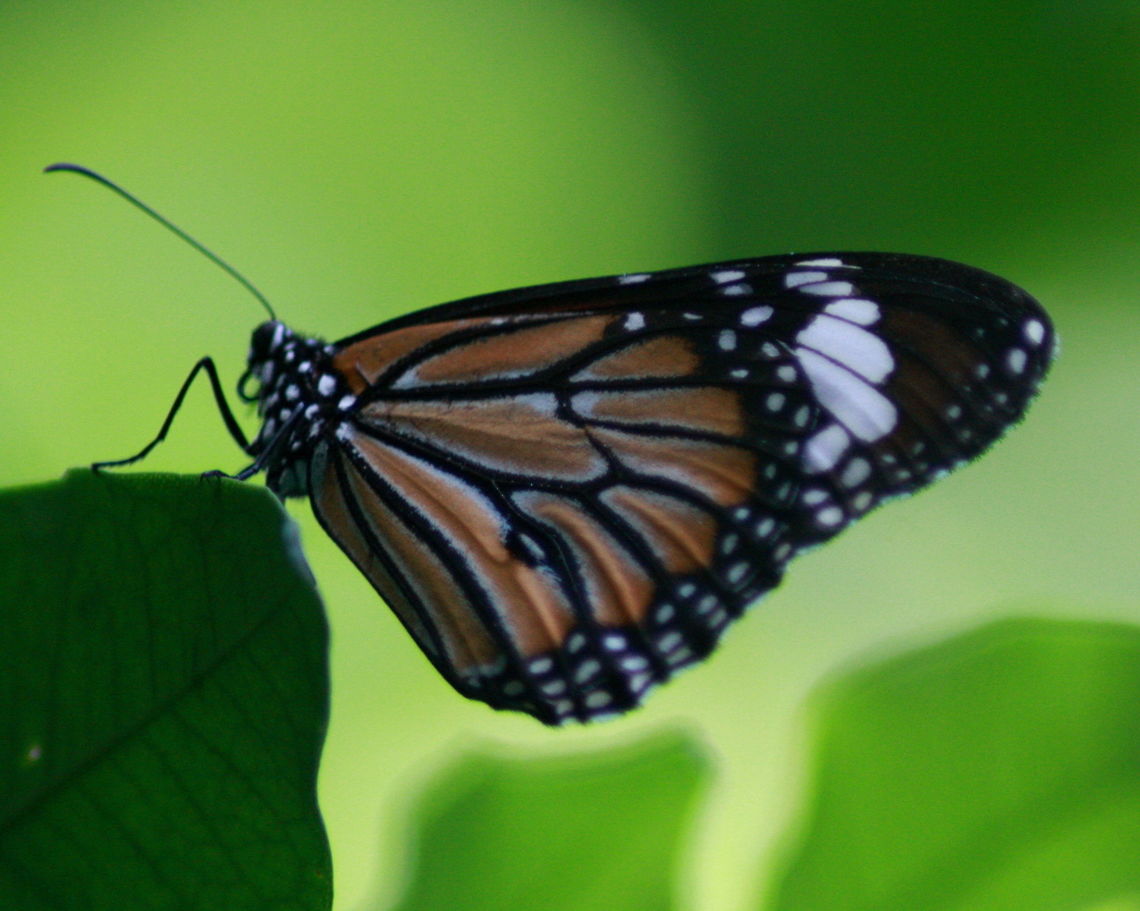 The Common Tiger, Ratmalana, Sri Lanka A Common Tiger graces my garden.  Butterfly,Common tiger,Danaus genutia,Sri Lanka,butterflies