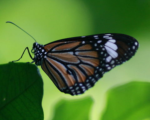 The Common Tiger, Ratmalana, Sri Lanka A Common Tiger graces my garden.  Butterfly,Common tiger,Danaus genutia,Sri Lanka,butterflies