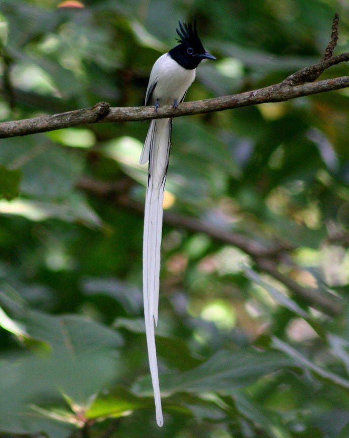Asian Paradise Flycatcher, Bolgoda, Sri Lanka A white morph male of the Asian Paradise Flycatcher. Asian Paradise Flycatcher,Birds,Sri Lanka,Terpsiphone paradisi,bird