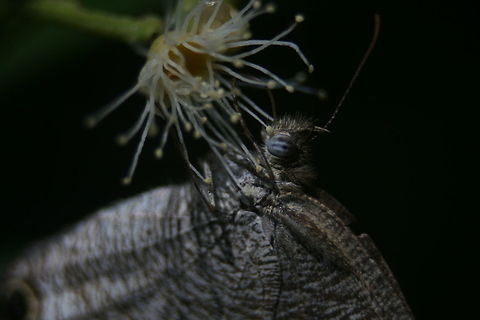 The White Fourring, Bolgoda, Sri Lanka  Butterfly,Sri Lanka,White Fourring,Ypthima ceylonica,butterflies