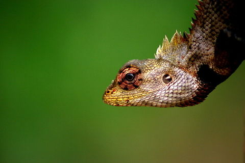 Oriental garden lizard, Horana, Sri Lanka  Calotes versicolor,Changeable Lizard,Lizard,Oriental Garden Lizard,Reptiles,Sri Lanka