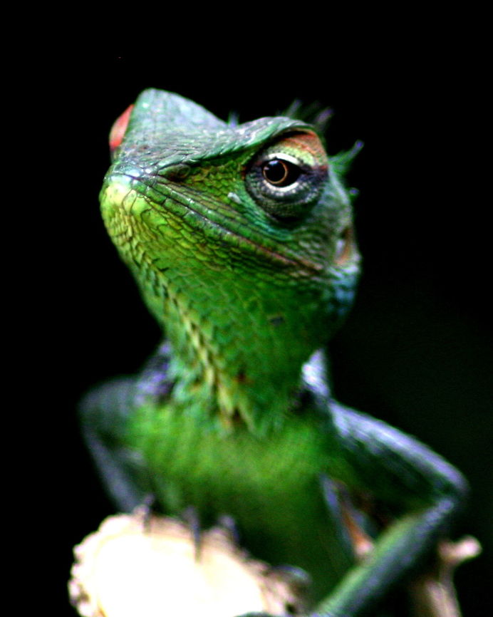 Green Garden Lizard, Ratmalana, Sri Lanka Found in my garden in Ratmalana. Calotes calotes,Common Green Forest Lizard,Lizard,Reptiles,Sri Lanka