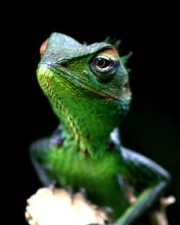 Green Garden Lizard, Ratmalana, Sri Lanka Found in my garden in Ratmalana. Calotes calotes,Common Green Forest Lizard,Lizard,Reptiles,Sri Lanka