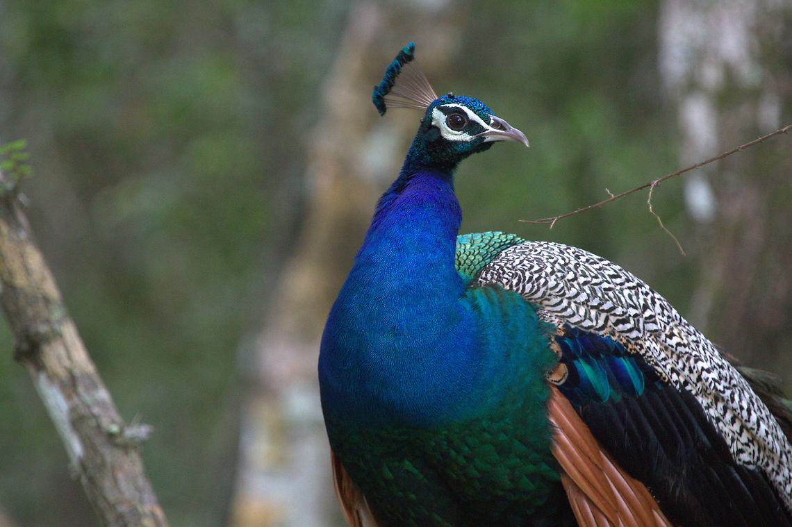 The Indian Peafowl, Wilpattu, Sri Lanka Indian Peacock in Wilpattu.  Aves,Birds,Indian peafowl,Pavo cristatus,Sri Lanka,bird