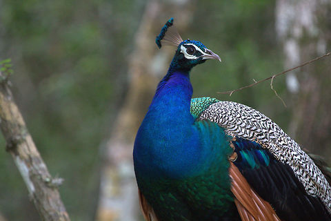 The Indian Peafowl, Wilpattu, Sri Lanka Indian Peacock in Wilpattu.  Aves,Birds,Indian peafowl,Pavo cristatus,Sri Lanka,bird