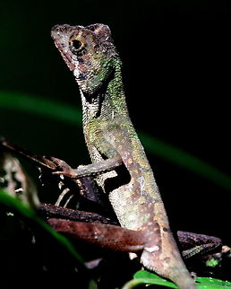 Brown-patched Kangaroo lizard, Morapitiya, Sri Lanka Taken in Morapitiya Forest Reserve.  Lizard,Otocryptis weigmannii,Reptiles,Sri Lanka,Sri Lankan Kangaroo Lizard