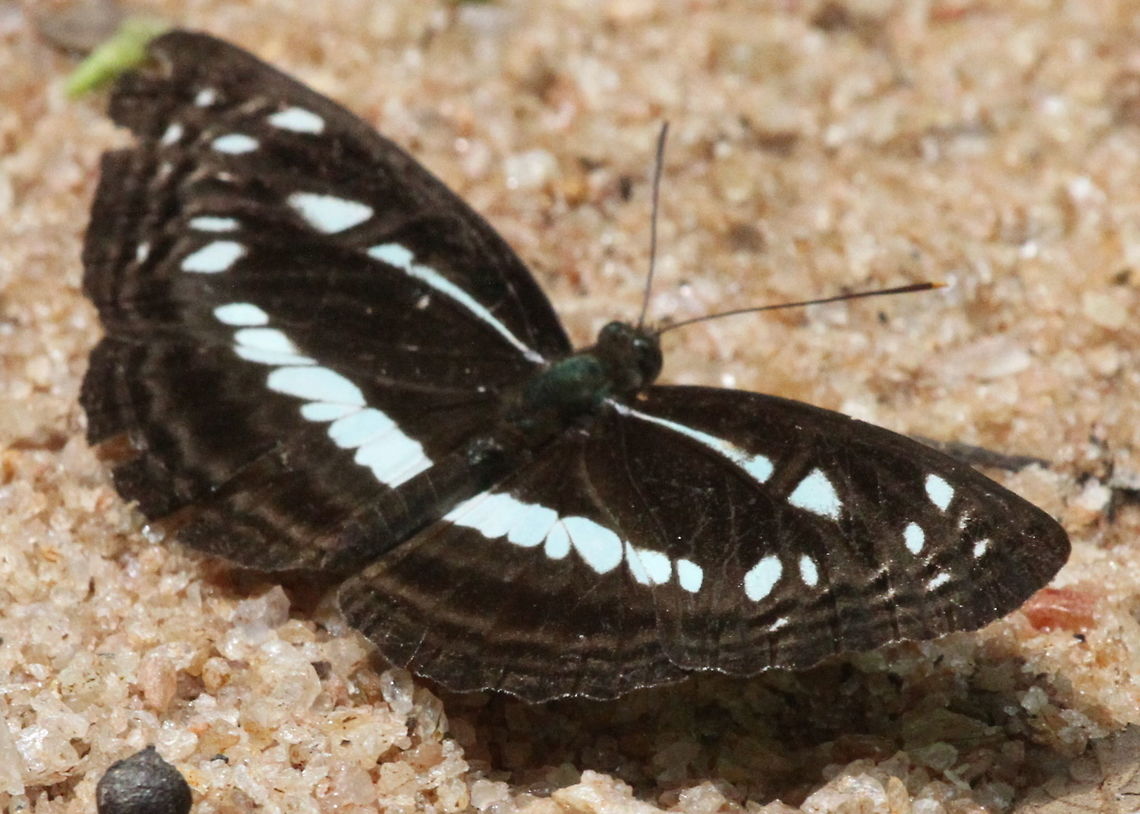 Chestnut-Streaked Sailer, Morapitiya, Sri Lanka Chestnut-Streaked Sailer, found in Morapitiya Forest Reserve.  Butterfly,Chestnut-Streaked Sailer,Neptis jumbah,Sri Lanka,butterflies