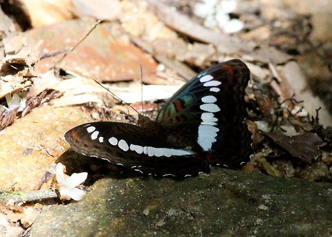 The Commander, Morapitiya, Sri Lanka  Butterfly,Commander,Moduza procris,Sri Lanka,butterflies