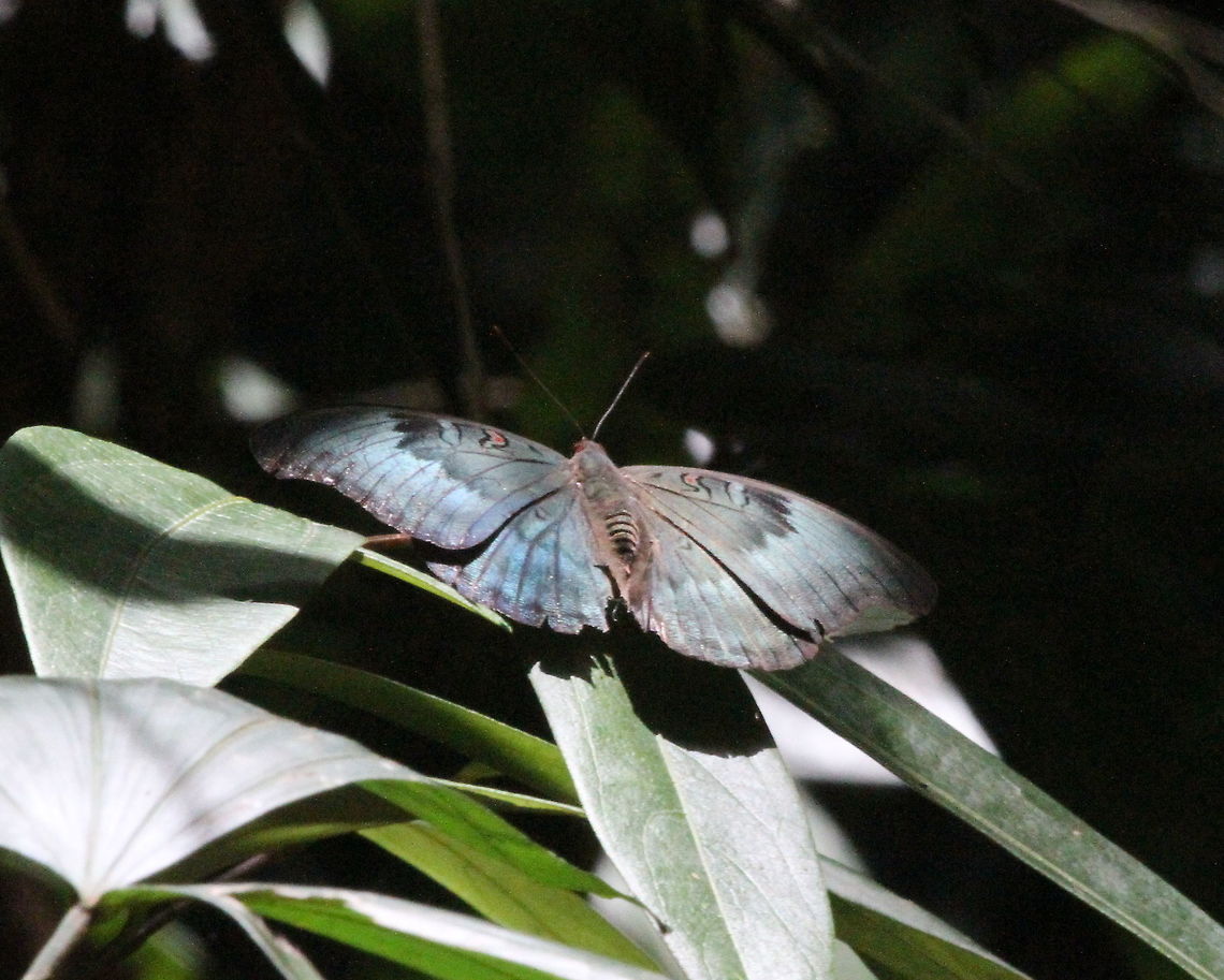 The Red Spot Duke, Morapitiya, Sri Lanka  Butterfly,Dophla evelina,Redspot Duke,Sri Lanka,butterflies