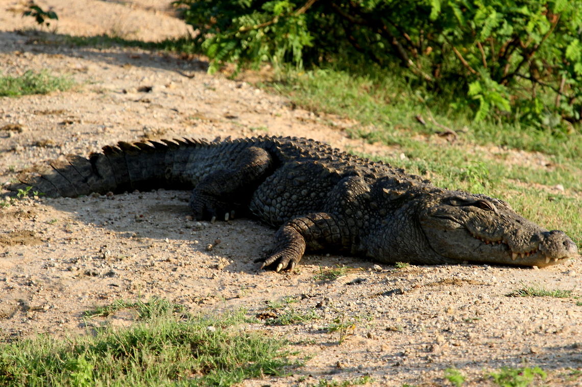 Mugger Crocodile, Yala, Sri Lanka  Crocodile,Crocodylus palustris,Mugger crocodile,Sri Lanka